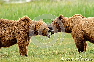 Alaskan Grizzly Bears Fighting