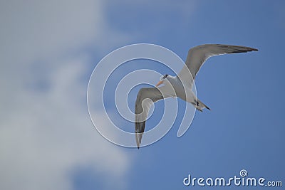 Albatros birds fauna tropical yucatan exotic Mexic