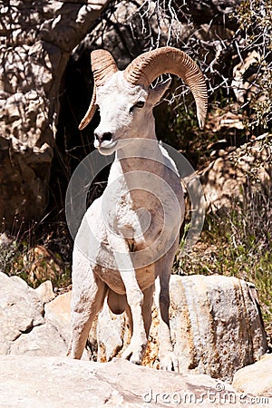 Albino Bighorn Ram Sheep