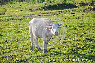 Albino buffalo