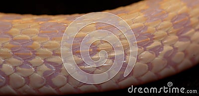 Albino garter snake