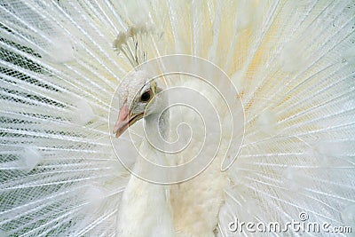 Albino White Peacock