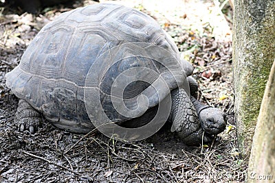 Aldabra giant tortoise