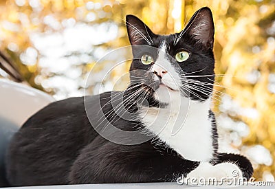 Alert Black and White Cat Sitting on Car Looking Outward