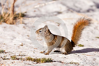 Alert cute American Red Squirrel in winter snow