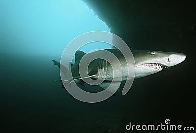 Aliwal Shoal Indian Ocean South Africa sand tiger shark (Carcharias taurus) in underwater cave