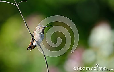 Allen s Humming Bird