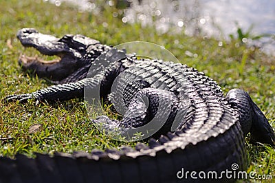 Alligator in Everglades park