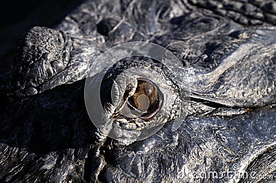 Alligator mississippiensis, american alligator