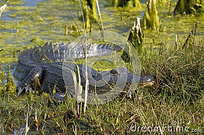 Alligator mississippiensis, american alligator