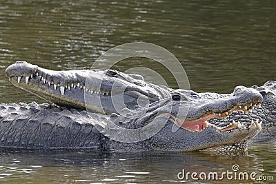Alligator mississippiensis, american alligator