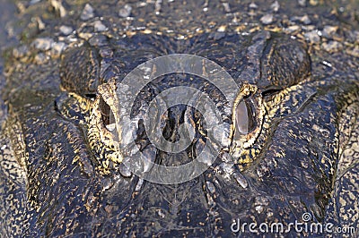 Alligator mississippiensis, american alligator