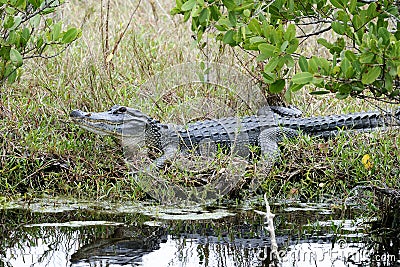 Alligator mississippiensis, american alligator