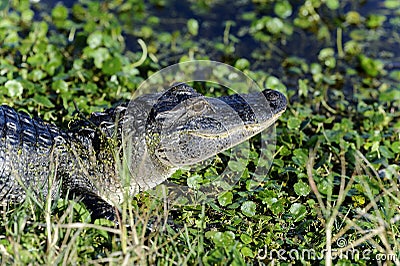 Alligator mississippiensis, american alligator