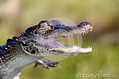 Alligator - Teeth and Claws