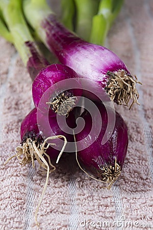 Allum purple and green salad spring onions, scallions, macro.