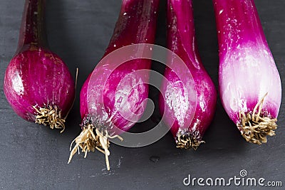 Allum purple and green salad spring onions, scallions, macro.