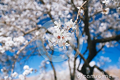 Almond tree flowers blosson and blue sky