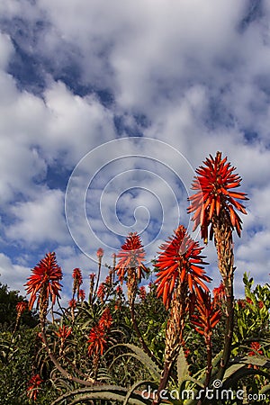 Aloe flowers blue sky clouds