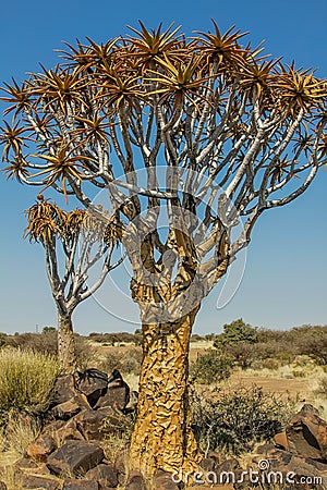 Aloe giant tree in the desert of Namibia