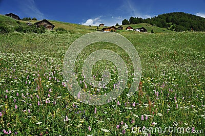 Alpine chalets in alpine meadows