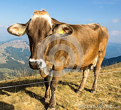 Alpine cow on a background of blue sky