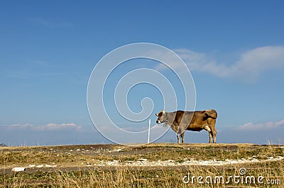 Alpine cow on a background of blue sky