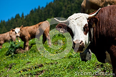 Alpine cow close-up