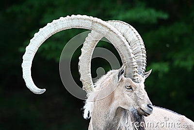 Alpine ibex