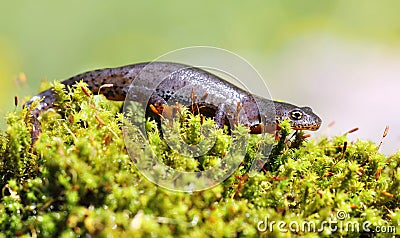 Alpine newt female on green moss