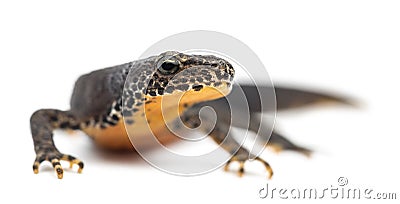 Alpine Newt, Ichthyosaura alpestris