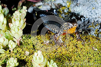 Alpine newt (Mesotriton alpestris) in a mountains of Madrid province, Spain