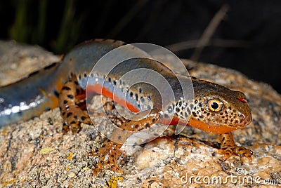 Alpine newt Mesotriton alpestris near Cotos, Madrid, Spain