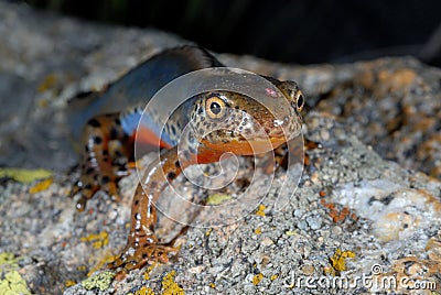 Alpine newt Mesotriton alpestris near Cotos, Madrid, Spain