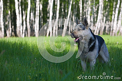 Alsatian dog