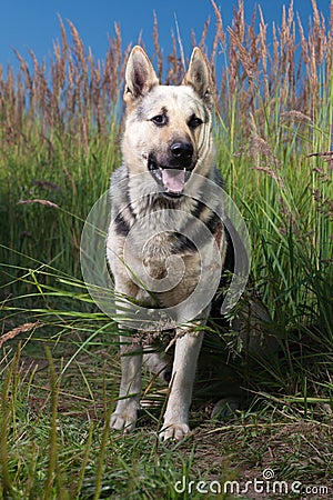 Alsatian dog