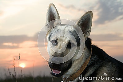 Alsatian dog