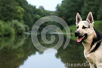 Alsatian dog at river