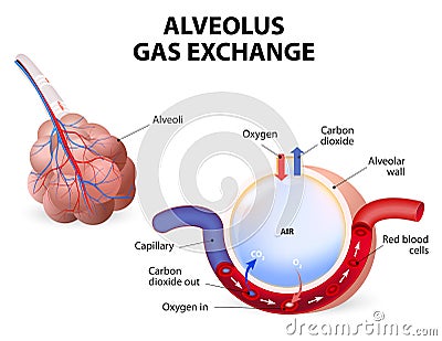alveolus-gas-exchange-pulmonary-alveoli-capillaries-lungs-48200122