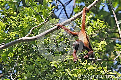 Amazed monkey hanging by the tail, Colombia