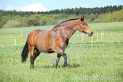 Amazing and big brown horse running