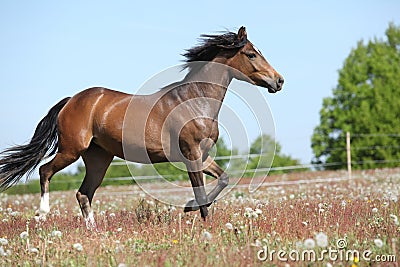 Amazing brown sport pony running on pasturage