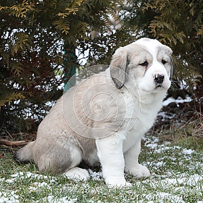 Amazing Central Asian Shepherd puppy in winter