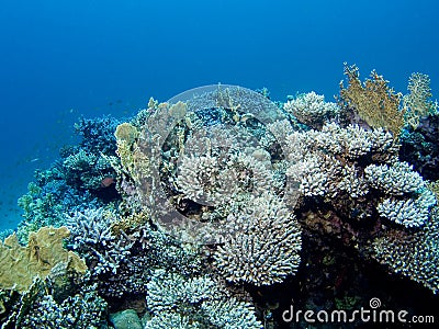 Amazing corals in the Red Sea