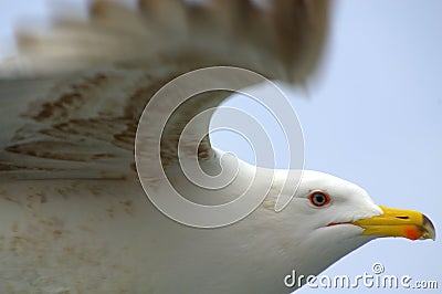 Flying bird closeup