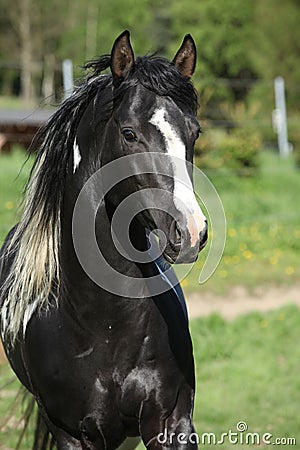 Amazing paint horse stallion with long mane