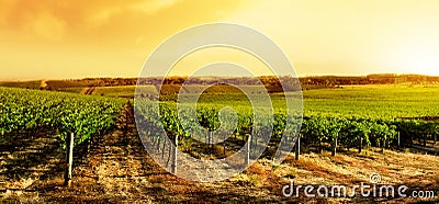 Amazing Vineyard Sunset