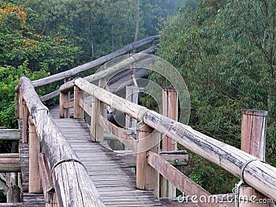 Amazon Trail Ecotourism Forest