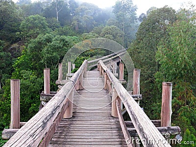 Amazon Trail Ecotourism Forest