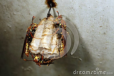 Royalty Free Stock Images: Amazonian wasp nest
